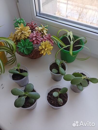 Цветок толстянка