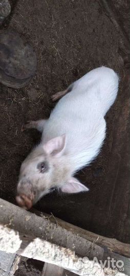 Хряк породы вьетнамской вислобрюхой