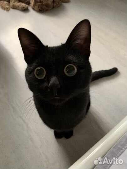 Черный кот