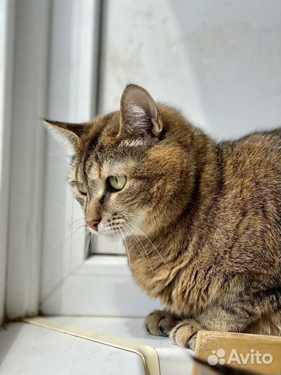 Плюшевая кошка Сильва в дар, в добрые руки