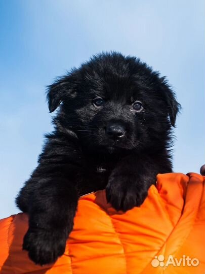 Черные немцы