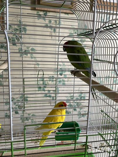 Попугай какарик