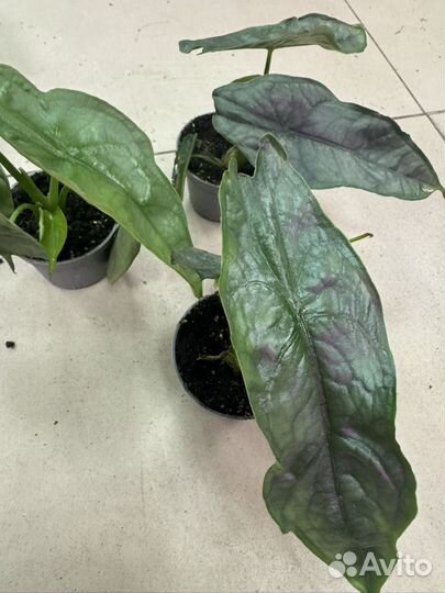 Алоказия драгон бреф