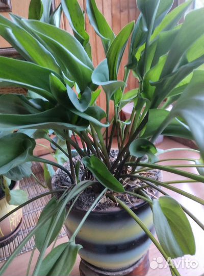 Дримиопсис