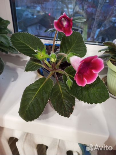 Глоксиния, фиалка