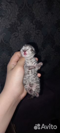 Британские котята