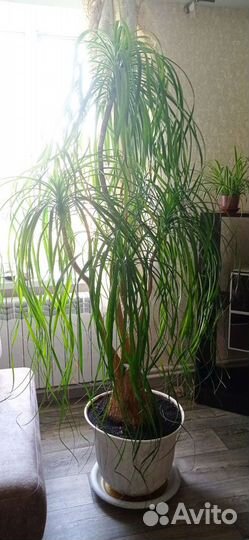 Бокарнея Нолина, возраст 25 лет