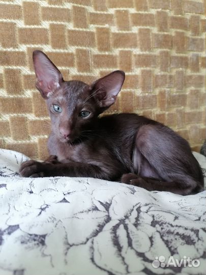 Ориентальные котята