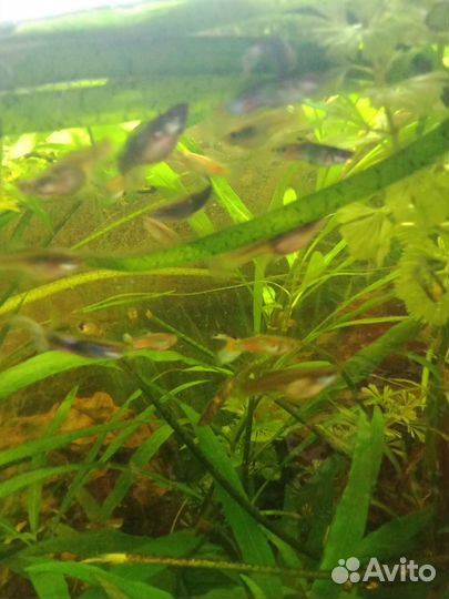 Рыбки гуппи