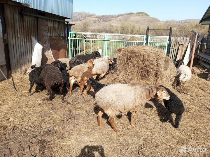 Овцы бараны ягнята оптом