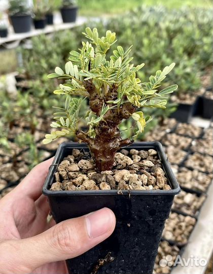 Senna miridionalis