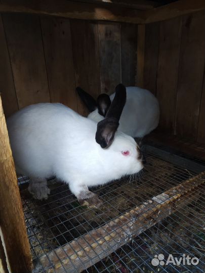 Калифорнийские кролики