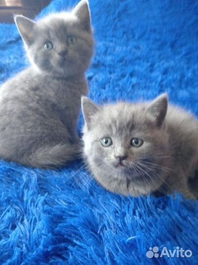 Шотландская