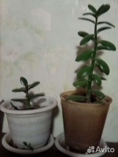 Комнатные растения