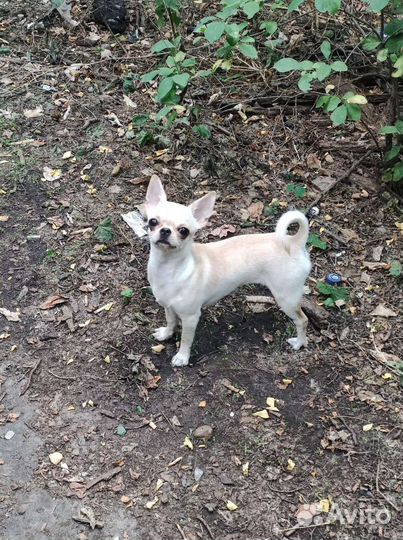 Девочка чихуахуа