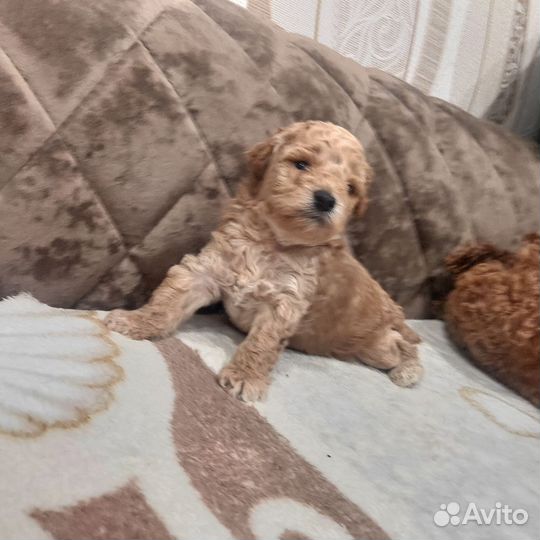 Той-пудель