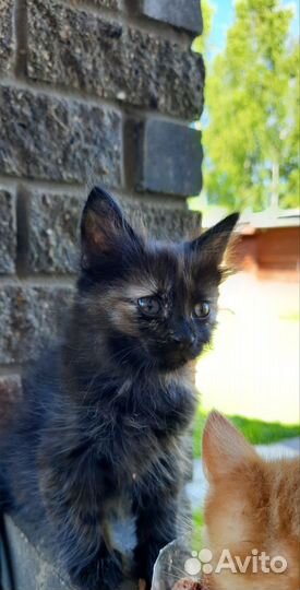 Бездомная красотка