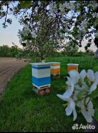 Пчелосемьи с ульями