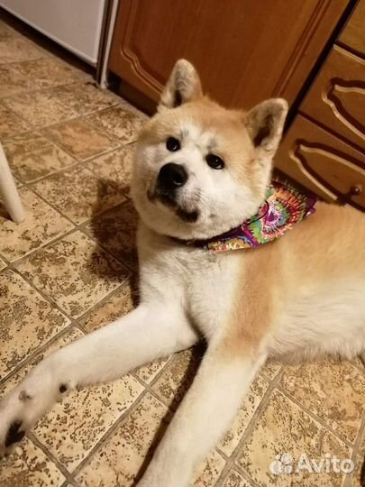 Кобель для вязки