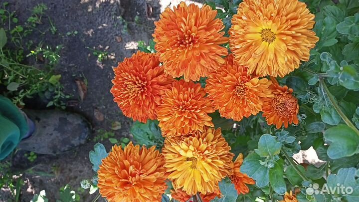 Кусты хризантем