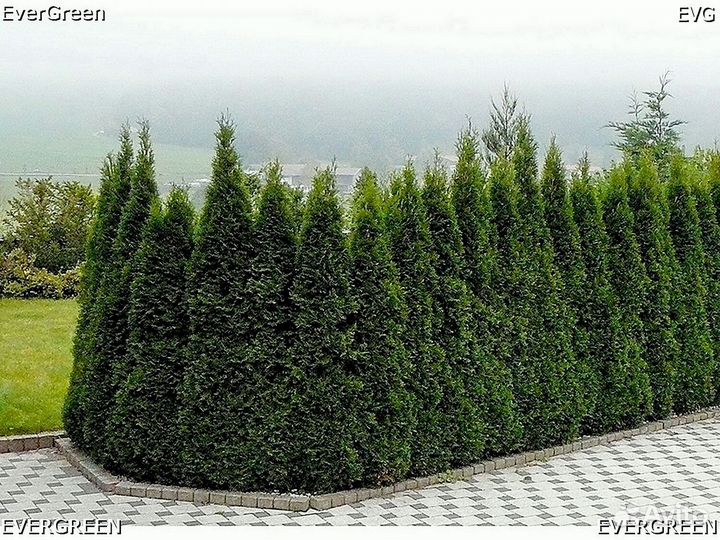 Туи зеленые