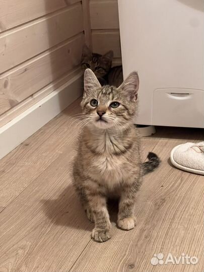 Котенок из приюта, девочка 3,5 месяца