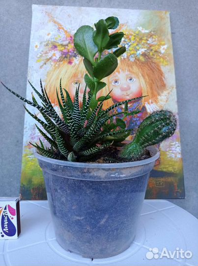 Флорариум кактусы и суккуленты