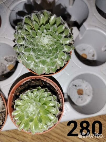 Суккуленты