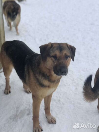 Девочка Самира