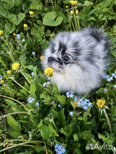 Шпиц мальчик