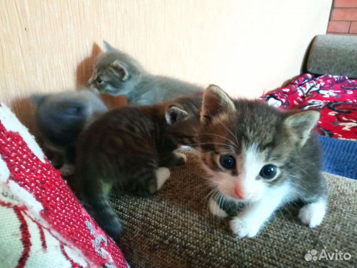 Котята в добрые руки
