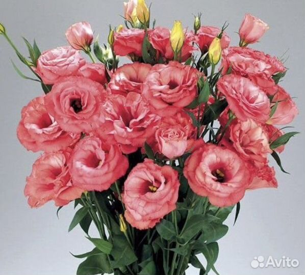 Семена эустомы