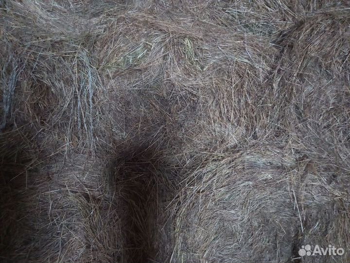Продаю сено