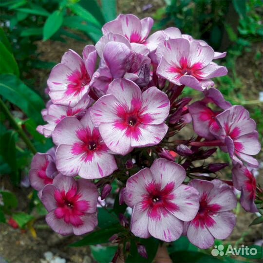 Флоксы Старый Маяк