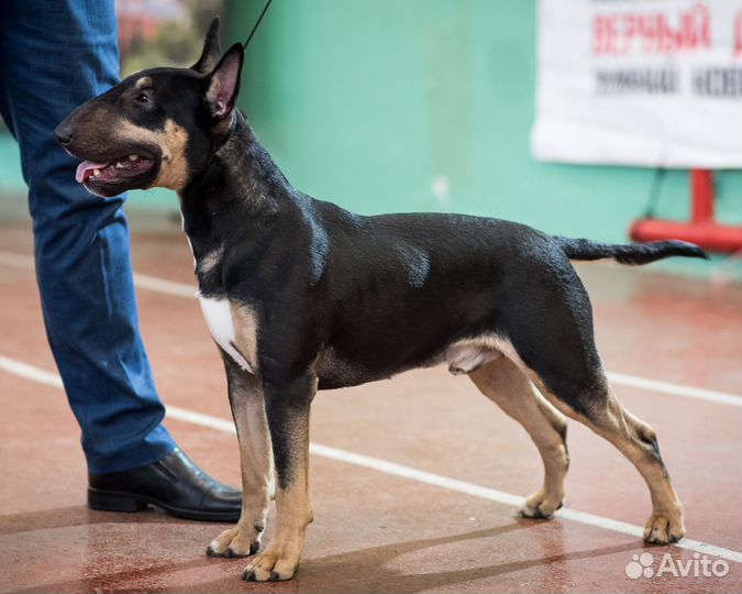 Стандартный бультерьер вязка