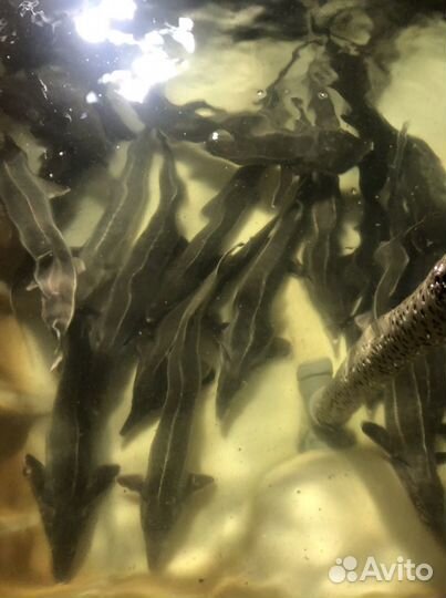 Живая рыба от производителя опт и розницу