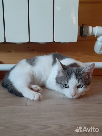 Котенок девочка