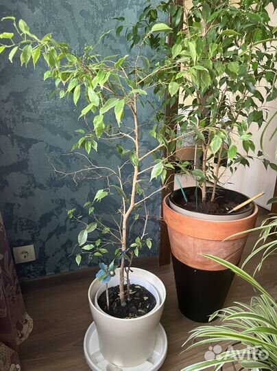 Комнатные растения