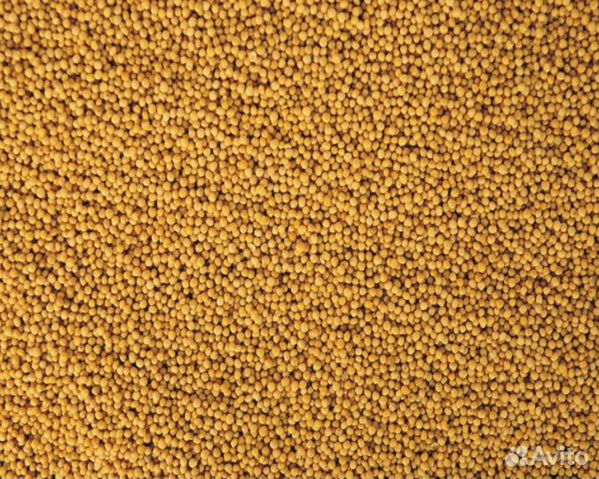 Семена горчицы