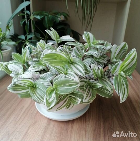 Традесканция кустовая