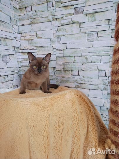 Бурманские котята