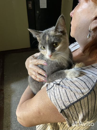 Кошка ищет дом