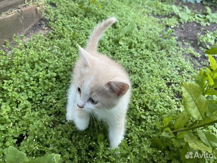 Котята мальчики в добрые руки