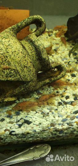 Анциструс lb 16