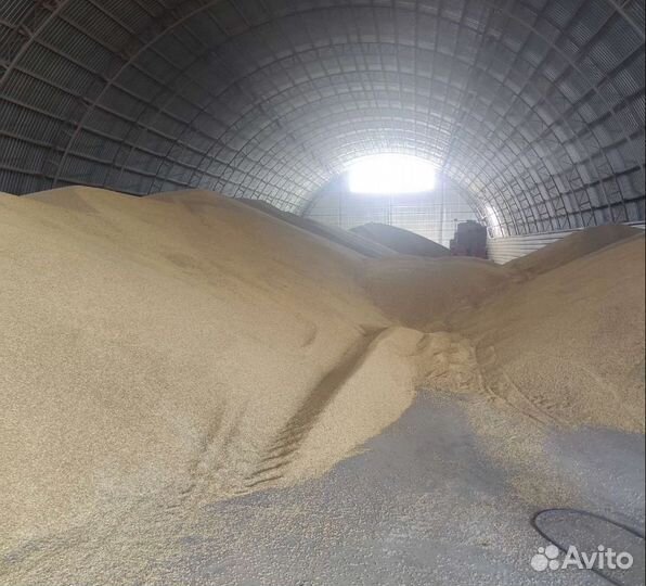 Кормовой овёс, Горох на корм