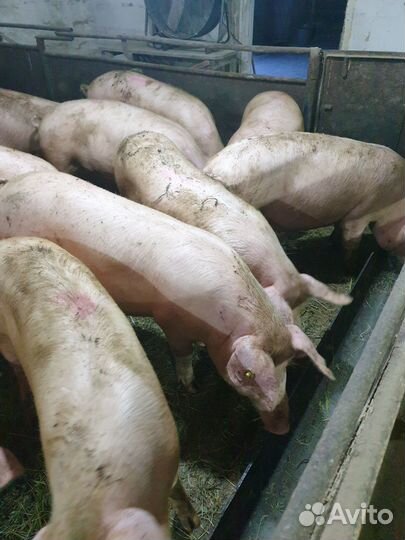 Мясо свинина домашняя