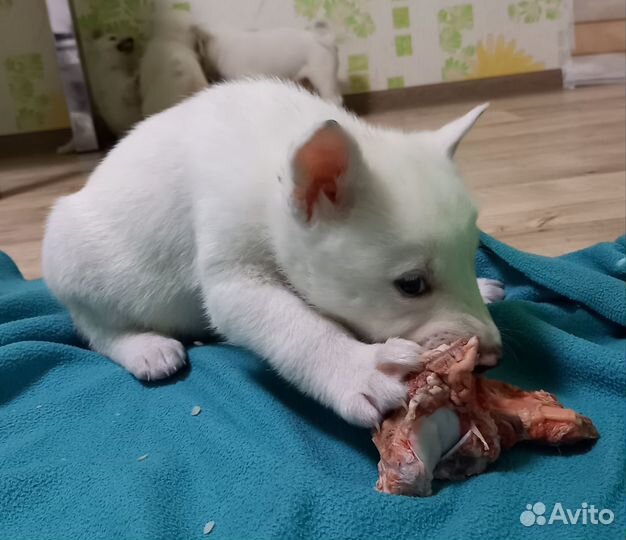 Щенки лайки