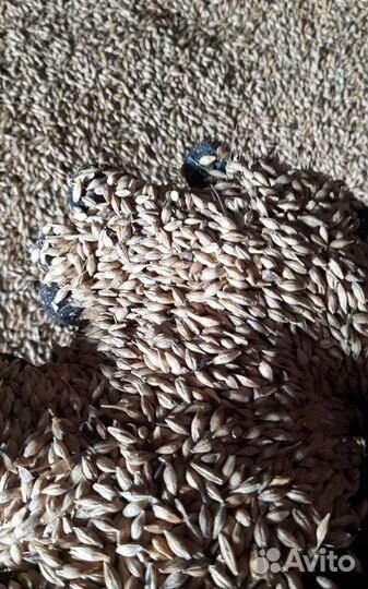 Фуражная кукуруза, Кормовая кукуруза корма