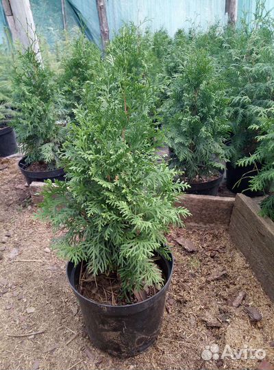 Хвойные растения