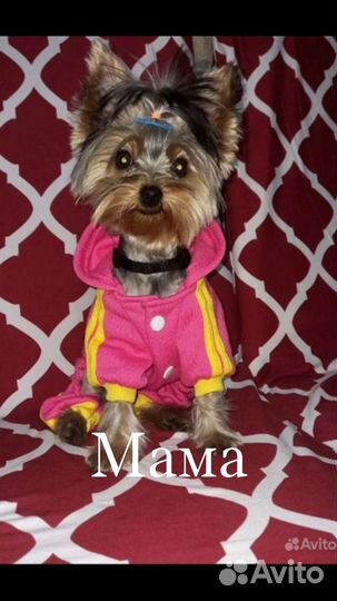 Йоркширский терьер